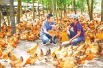 在文昌市公坡镇水北村，海南传味文昌鸡产业股份有限公司董事长林鹏(左)和养鸡农户交流。 张茂 摄 - 中新网海南频道