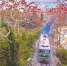 2月27日上午，昌江黎族自治县叉河镇排岸村，一列火车穿越鲜花盛开的木棉树林，成为一道亮丽的风景线。特约记者 吴文生 摄 - 中新网海南频道