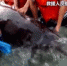 重返大海！海南三沙一搁浅4米长海豚被成功救助 - 海南新闻中心