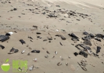 恶臭难闻！大量死鱼漂浮散落儋州海面海滩，原因竟是…… - 海南新闻中心