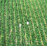 日前，无人机拍摄玉米育种专家在三亚南繁育种基地观察玉米生长情况。 新华社记者 张丽芸 摄 - 中新网海南频道