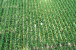 日前，无人机拍摄玉米育种专家在三亚南繁育种基地观察玉米生长情况。 新华社记者 张丽芸 摄 - 中新网海南频道