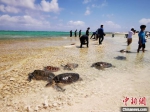3月25日，以“保护海龟，守护海洋我们共同行动”为主题的第二批检察机关公益诉讼涉案海龟放流活动在三沙市永兴岛海域举行。160只涉案海龟被放归大海，回到家园。最高检供图 - 中新网海南频道