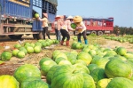 农户将西瓜搬上大货车。 袁琛 摄 - 中新网海南频道