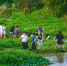 海口经济学院学生在清理五源河中的入侵植物。 记者石中华 摄 - 中新网海南频道