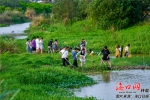 海口经济学院学生在清理五源河中的入侵植物。 记者石中华 摄 - 中新网海南频道