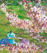 3月29日，在儋州市兰洋镇的蓝洋樱花乐园，一名古筝爱好者在樱花下弹奏。袁琛 摄 - 中新网海南频道