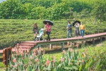 游客在白沙茶园小镇的栈道上游玩。海南日报记者 李天平 摄 - 中新网海南频道