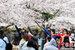 游客在青岛中山公园的樱花树下翩翩起舞，享受美好春光。　王海滨 摄 - 中新网海南频道