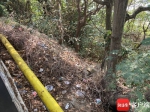 太阳湾路旁树林中的垃圾。记者 张宏波 摄 - 中新网海南频道