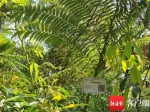 海南吊罗山国家森林公园内的吊罗山尖齿观音坐莲，植物身上挂着标注信息的铭牌。记者 韩星 摄 - 海南新闻中心