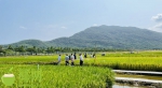 516个新品种水稻！三亚水稻公园上演“水稻秀” - 海南新闻中心