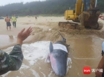 一头小抹香鲸在文昌海滩搁浅 已被送往陵水救治 - 海南新闻中心
