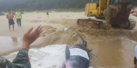 一头小抹香鲸在文昌海滩搁浅 已被送往陵水救治 - 中新网海南频道