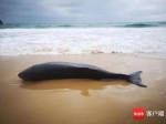一头小抹香鲸在文昌海滩搁浅 已被送往陵水救治 - 中新网海南频道