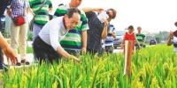 2015年3月22日，袁隆平在三亚亚龙湾隆平高科南繁基地查看新品种杂交水稻生长情况。 本报记者 武威 摄 - 中新网海南频道