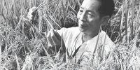 1981年，袁隆平为第二届国际杂交水稻育种培训班遴选讲课用的杂交水稻标本。 新华社发 - 中新网海南频道