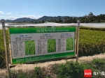 南繁育种再创佳绩 多胚孪生竹稻平均单季亩产达1113.9公斤 - 海南新闻中心