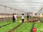 送技术、送种子 海口龙华区今年将继续投入800万元建设400亩蔬菜基地大棚 - 海南新闻中心