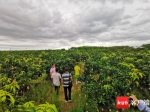 东方农业农村局等工作人员在芒果种植基地查看。记者 李绍远 摄 - 中新网海南频道
