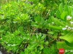 西沙群岛植物已记录种类达500余种（多图） - 中新网海南频道