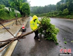 三亚：台风刮倒树木砸伤执勤交警 - 中新网海南频道
