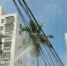 闹心！文昌一椰子树上“住”了上千只蝙蝠，夜间时常闯入居民楼 - 海南新闻中心