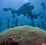 　2021海南国际潜水节-水下摄影大赛作品 主办方供图 - 中新网海南频道