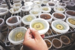 海南医学院实验室培养液中的菌丝。王凯 摄 - 中新网海南频道