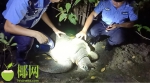 心疼！三亚亚龙湾青梅港惊现一只200多斤巨龟，患有脱肛、腐甲 - 海南新闻中心