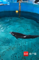 乐东搁浅海豚治疗时间已过月余 目前状况稳定 - 海南新闻中心