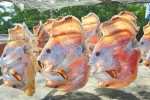 　儋州渔民晾晒的红鱼干。 - 中新网海南频道