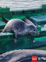 萌萌哒的海豹在文昌渔船上“住”了半个月 - 中新网海南频道
