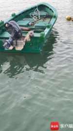 萌萌哒的海豹在文昌渔船上“住”了半个月 - 中新网海南频道