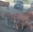 惊险！海口一群牛误闯到机动车道上 - 海南新闻中心