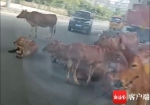 惊险！海口一群牛误闯到机动车道上 - 海南新闻中心