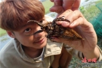 林树浩在海南做自然本底调查时发现的大田鳖。 (受访者供图) - 中新网海南频道