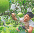 在澄迈山口蜜柚基地，工作人员护理枝头上的柚子。 陈元才 摄 - 中新网海南频道