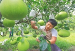 在澄迈山口蜜柚基地，工作人员护理枝头上的柚子。 陈元才 摄 - 中新网海南频道