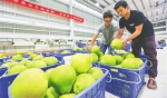在“青柚之约”现代化工厂，工作人员在选果。 陈元才 摄 - 中新网海南频道