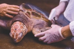 保育基地的“海龟医生”为受伤海龟消毒上药。徐慧玲 摄 - 中新网海南频道