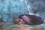 保育基地的海龟正享受夏日冲凉的快乐。徐慧玲 摄 - 中新网海南频道