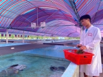　“海龟医生”在投喂海藻，自主捕食也是海龟野化生存训练的考核项目。徐慧玲 摄 - 中新网海南频道