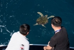 海南定期举行海龟放生活动，2020年在陵水举行的活动中，人们目送海龟回家。童国强 摄 - 中新网海南频道