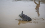 被放生的海龟正以飞奔的姿态回到大海。 袁琛 摄 - 中新网海南频道