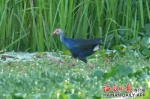 ​昌江海尾湿地公园喜现三只紫水鸡宝宝 - 中新网海南频道