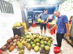 什么时候能实现“椰子自由”？海南椰子价格有望11月回落 - 海南新闻中心