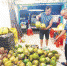 黎辉勇的水果店刚进了一批椰子，个头不大，品质一般。肖开刚 摄 - 中新网海南频道