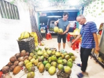 黎辉勇的水果店刚进了一批椰子，个头不大，品质一般。肖开刚 摄 - 中新网海南频道