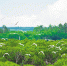 海南新盈红树林国家湿地公园：候鸟翩跹来 - 中新网海南频道